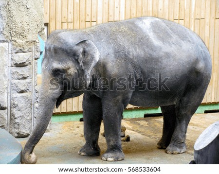 Indian elephant at the zoo