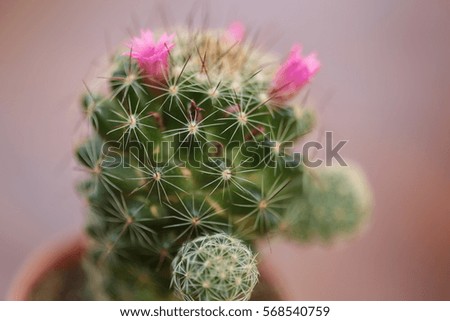 Small cactus plants in small pots with gravels in mix and various shape and various type, small cactus for background, selective focus,from, Thailand