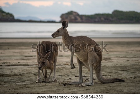 Kangaroos on a beach