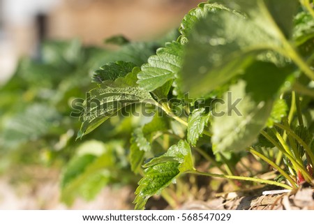 Strawberry leaves growing on mountain