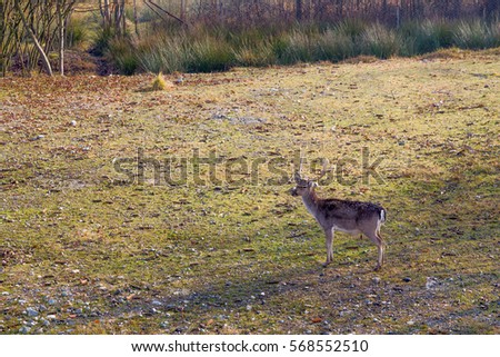 Fallow deer with horns in a meadow, yellow and green grass, autumn, morning back light, high angle view