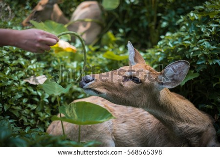 Feeding an eld's deer in green forest,Brow-antlered deer,Thailand