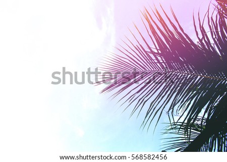 Palm tree leaves on sky background. Coco leaf over sky. Pink  blue toned photo. Tropical island natural backdrop. Paradise island fantastic template with place for text. Beach party invitation banner