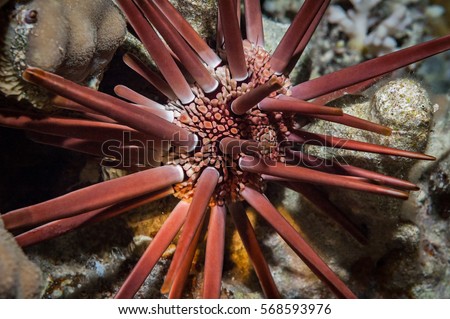 Red slate-pencil urchin (Heterocentrotus mamillatus) on coral reef. Red Sea, Egypt. October