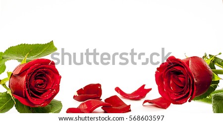 Red rose on a white background