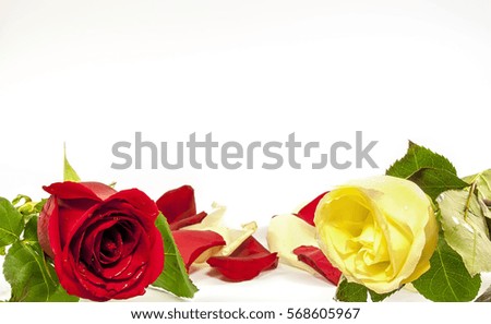 Red and yellow rose on a white background