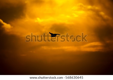 Flying wild bird. Sunset sky background. Bird of prey.