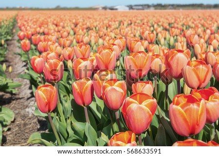 Orange tulips close-up with blurred background.