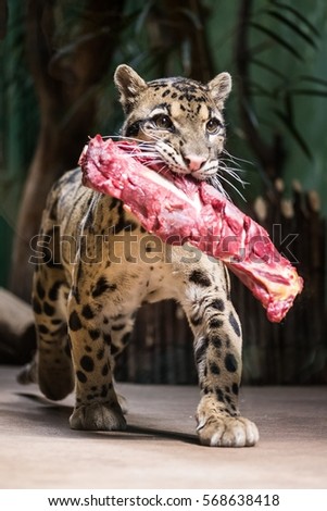 walking clouded leopard carrying meat