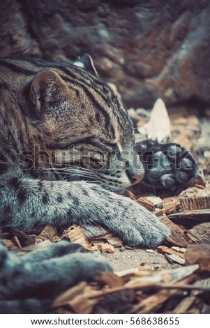 sleaping clouded leopard
