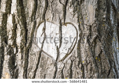 Heart carved in bark of tree.
