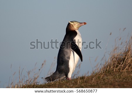 A Yellow Eyed Pinguin walking to it's nest at Katiki Point Lighthouse in New Zealand 