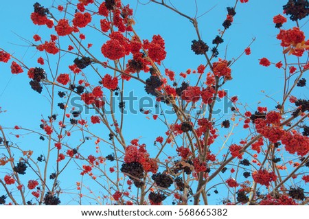 Red and black rowan berries and trunks at blue sky.