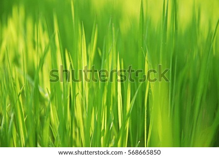 spring grass close-up background