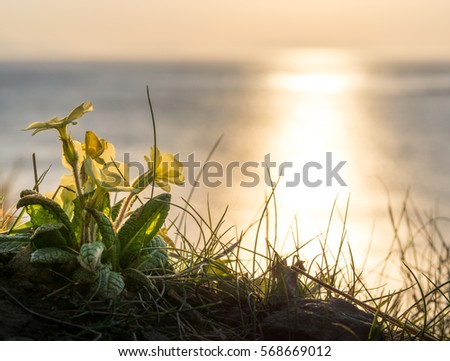 Yellow flowers and golden sunset at the coast of Scotland