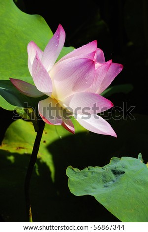 A beautiful lotus in the summer.