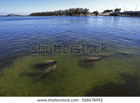 Manatees colony at Miami bay