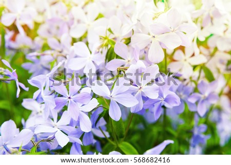 Summer flowers background photo. Phlox divaricata, wild blue, woodland phlox, or wild sweet william, flowering plant in the family Polemoniaceae, native to forests and fields in eastern North America
