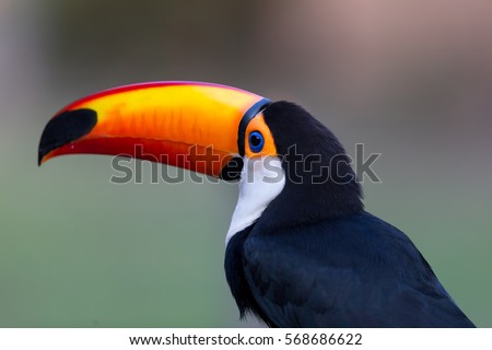 Colorful, orange beaked toucan