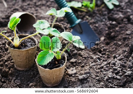 Strawberry Plants and Seedlings With Gardening Tools on Soil. Concept Gardening and Agriculture. Selective Focus. Royalty-Free Stock Photo #568692604