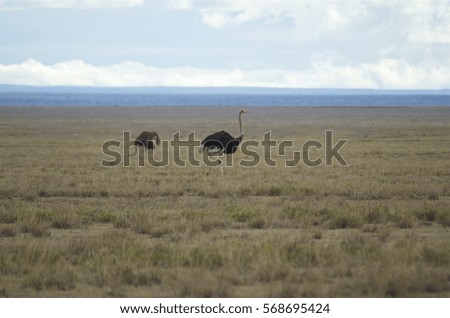 Ostriches in Ngorongoro