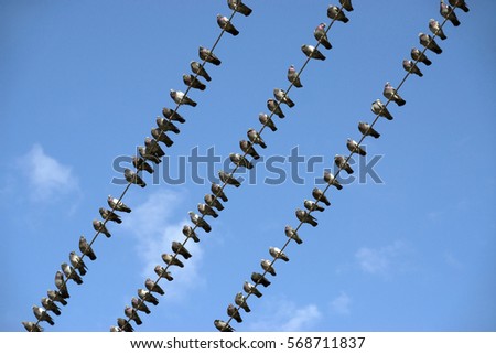 Birds on the electric wire
