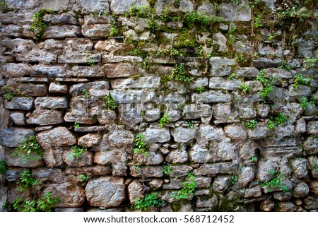 Overgrown wall in old city Royalty-Free Stock Photo #568712452