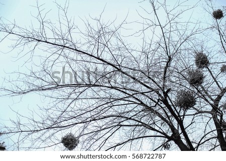 mistletoe on a tree in winter
