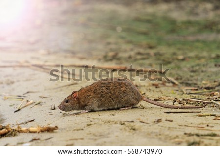 gray rat on the lake of waste with sunny hotspot,symbol year , the plague, rodents, carrier infections
