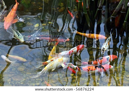 coloured decorative fishes swim in a pond