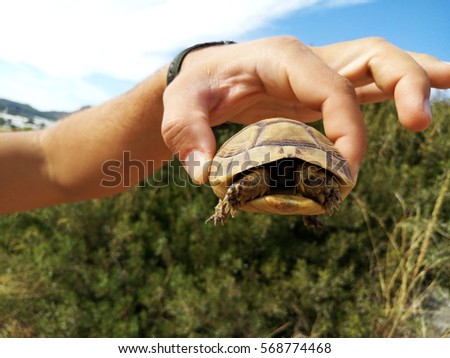 A little turtle. A tortoise that can be held.