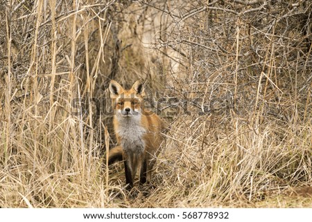 Curious Red Fox Standing in the Bushes