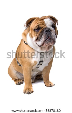 English bulldog sitting, isolated on a white background