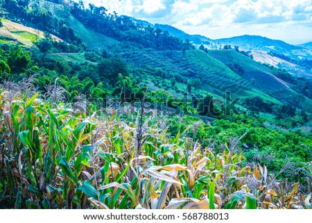 Mountain view with corn plant at Chiangrai province, Thailand.
