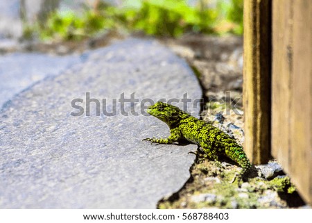 Cute small green lizard sunbathing on a hot day