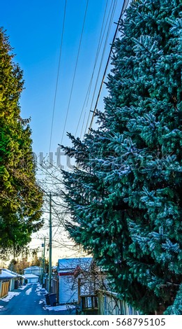 Fir Trees in the Neighborhood - Streets of Vancouver at Wintertime - CANADA