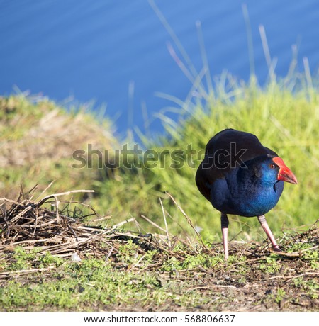 A brilliantly feathered  Purple swamp hen porphyria porphyria  standing near the bank of the lake eating after  preening itself in Big Swamp  Bunbury Western Australia  on a sunny summer  afternoon.