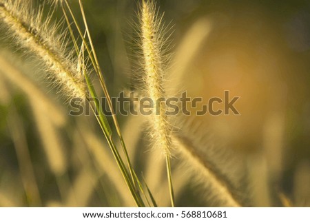 Golden light in the morning with a spring meadow. Abstract background.