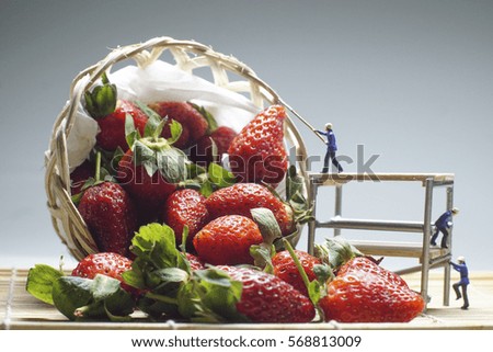 Strawberries Harvest with Miniature