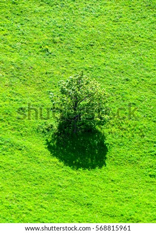 lonely oak  tree in a field