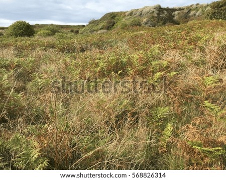 Meadow full of grass, Alderney, Channel Islands, Europe