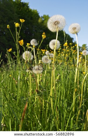 Dandelions in a meadow silhouetted against trees