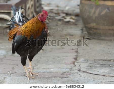 rooster walk on the floor