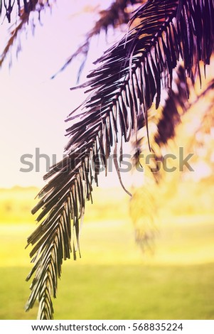 Silhouette of palm leaf. Diagonal. Summer vacation concept. Tropical vertical background. 