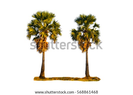 Asian Palmyra palm  Toddy palm  Sugar palm  on white background