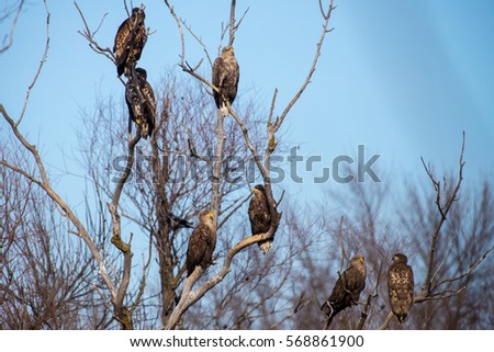 White-tailed eagles on  tree