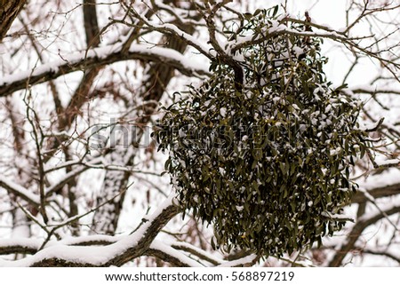 Still life composition with mistletoe. winter tree disease
