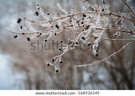 Russian Winter. Winter fairy tale in the forest. Trees and tree in frost. Macro. Background for your text. Beauty of nature. White snowy forest on a frosty day.