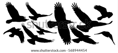 Set of black isolated silhouettes of crows. Collection of different birds position.