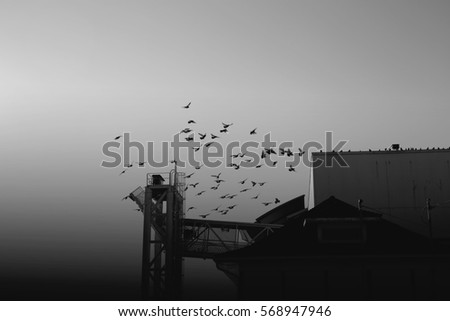 Birds flocking towards sky